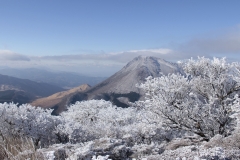 鶴見岳山頂の霧氷