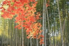 別府公園の竹林と紅葉