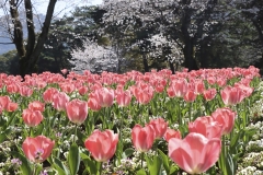 別府公園のチューリップ