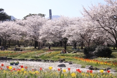 別府公園の桜