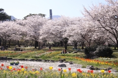 別府公園の桜